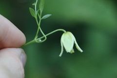 Clematis serratifolia