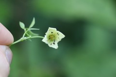Clematis serratifolia