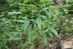 Tadehagi triquetrum