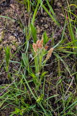 Acalypha depressinerva