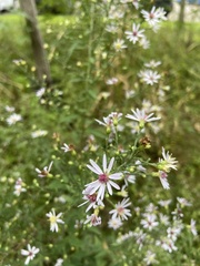 Symphyotrichum