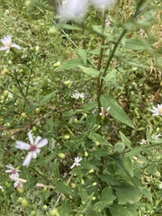 Symphyotrichum