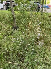 Symphyotrichum
