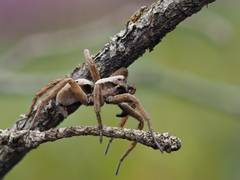 Alopecosa inquilina