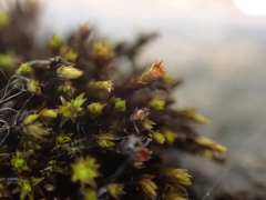 Schistidium rivulare