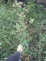Symphyotrichum bracteolatum