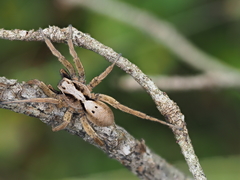 Alopecosa inquilina
