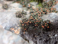 Schistidium rivulare