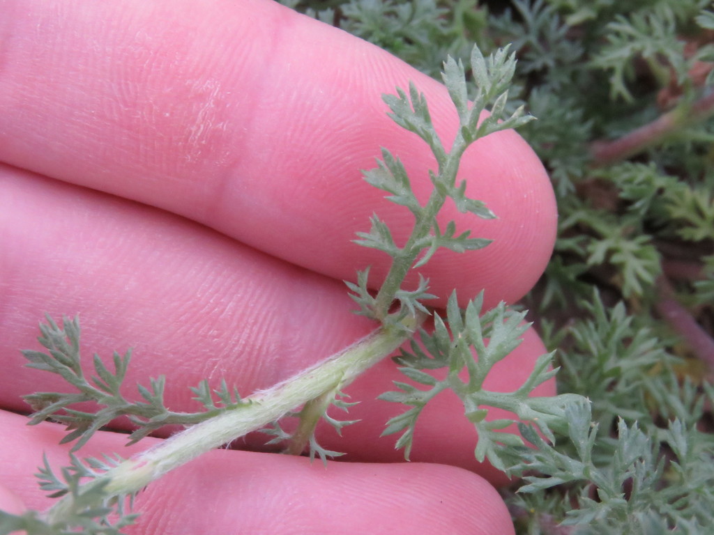 File:Artemisia annua(01).jpg - Wikipedia