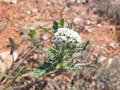 Heliotropium asperrimum