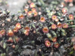 Schistidium rivulare