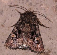 Tycomarptes inferior