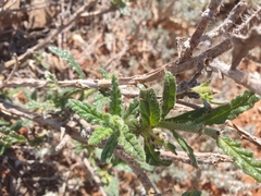 Heliotropium asperrimum