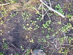 Pelargonium althaeoides