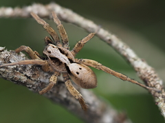 Alopecosa inquilina