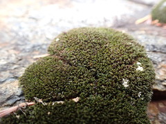 Grimmia torquata