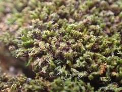 Grimmia torquata
