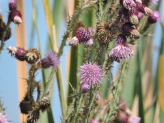 Cirsium lomatolepis