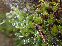 Fissidens osmundioides
