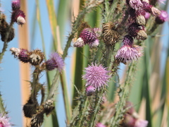 Cirsium lomatolepis