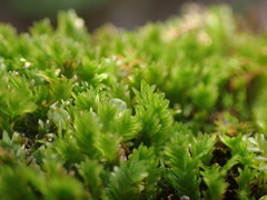 Fissidens osmundioides