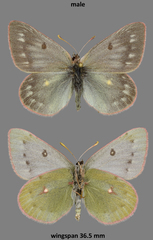 Colias nastes