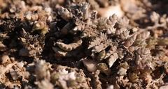 Caroxylon verdoorniae