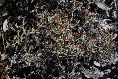 Helichrysum cylindriflorum