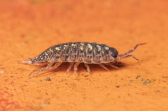 Porcellio monticola