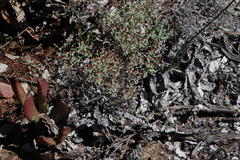 Helichrysum cylindriflorum