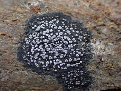 Rhizocarpon geminatum