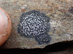 Rhizocarpon geminatum