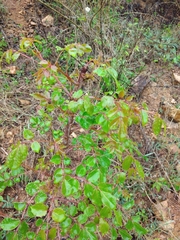 Sclerocarya birrea caffra