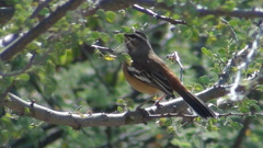 Cercotrichas leucophrys ovamboensis