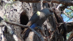 Poicephalus rueppellii