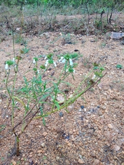 Leucas lavandulifolia