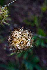 Berkheya insignis