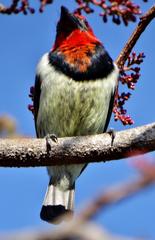 Lybius torquatus torquatus