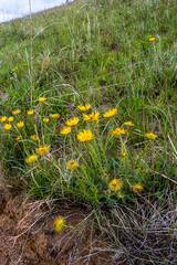 Berkheya insignis
