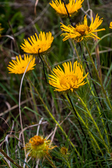 Berkheya insignis