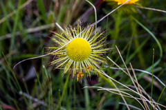 Berkheya insignis