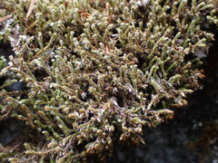 Hedwigia stellata