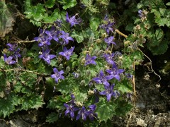 Campanula elatines