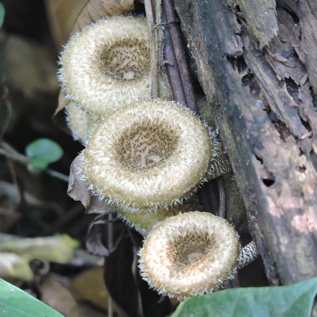 Lentinus crinitus · September 2020 · photo: © gthielen (iNaturalist, cc-by)