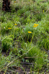 Berkheya umbellata