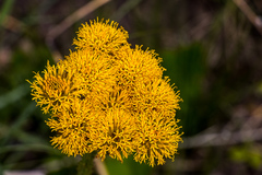 Berkheya umbellata