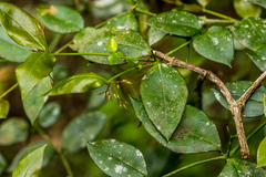 Carissa bispinosa