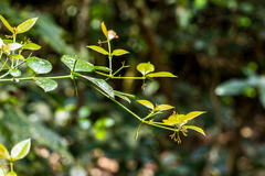 Carissa bispinosa