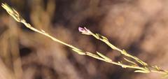 Muraltia dispersa