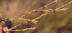 Muraltia dispersa